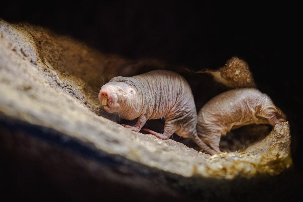 Naked mole-rat’s DNA repair secret revealed Naked mole-rat’s DNA repair secret revealed