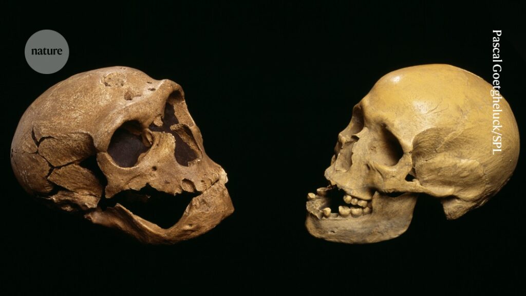 Neanderthal DNA reveals how human faces form