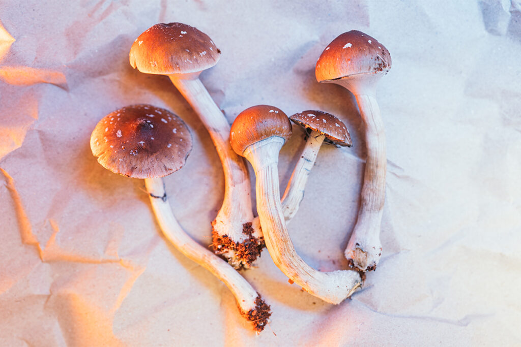 Psyence BioMed leads longevity research on psilocybin