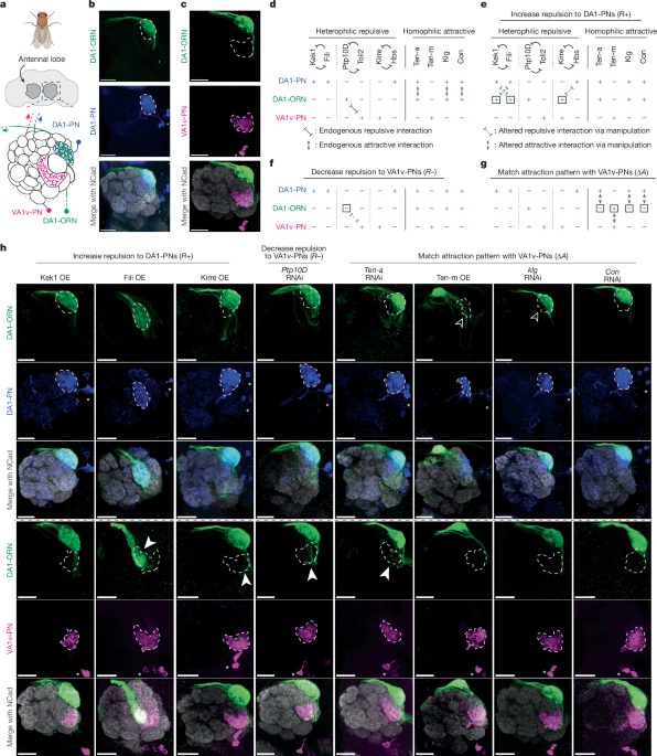 Rewiring an olfactory circuit by altering cell-surface combinatorial code Rewiring an olfactory circuit by altering cell-surface combinatorial code