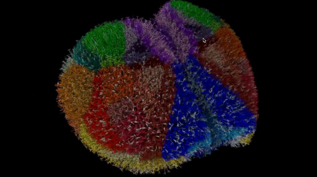 Supercomputer-Driven Simulation Creates Near-Cellular Digital Mouse Cortex Supercomputer-Driven Simulation Creates Near-Cellular Digital Mouse Cortex