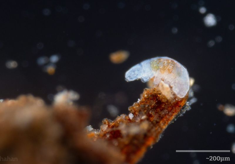 Tardigrades’ Shield Against DNA Damage Inspires New Therapies The Scientist Logo