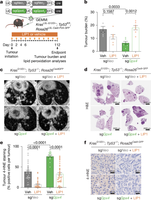 Targeting FSP1 triggers ferroptosis in lung cancer Targeting FSP1 triggers ferroptosis in lung cancer