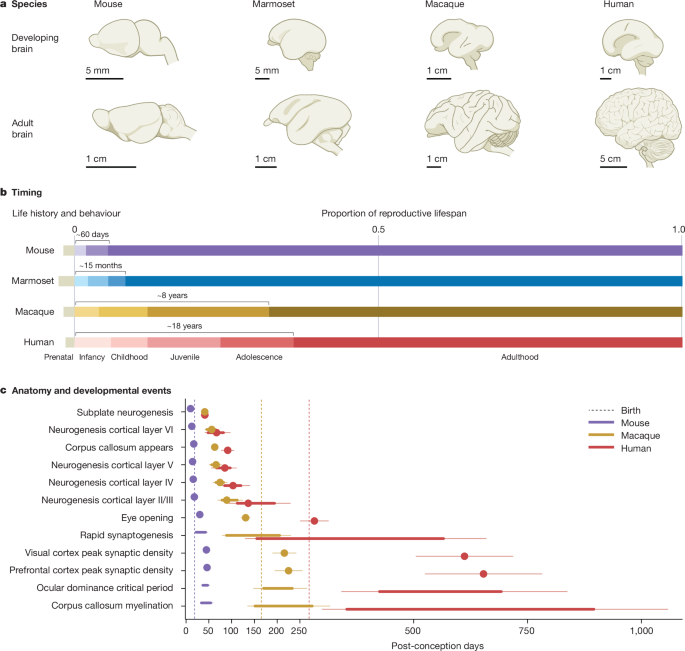 The new frontier in understanding human and mammalian brain development The new frontier in understanding human and mammalian brain development