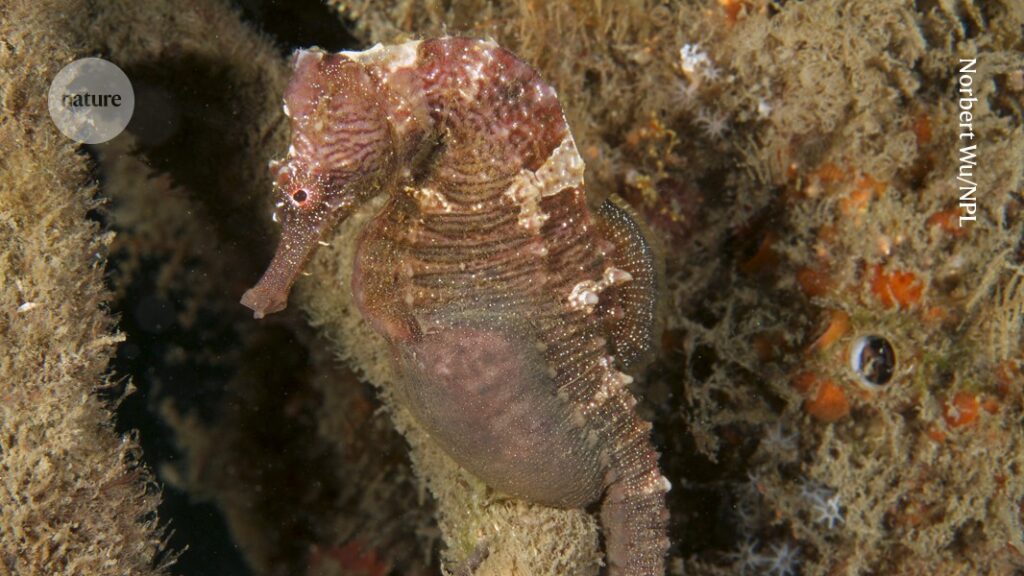 The origin of male seahorses’ brood pouch