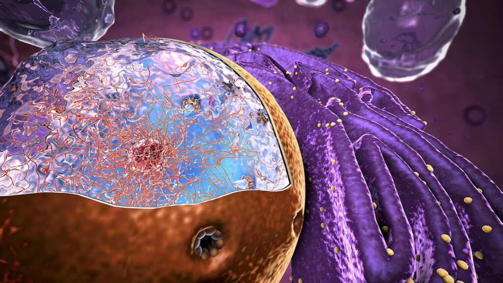 nucleus inside a eukaryotic cell