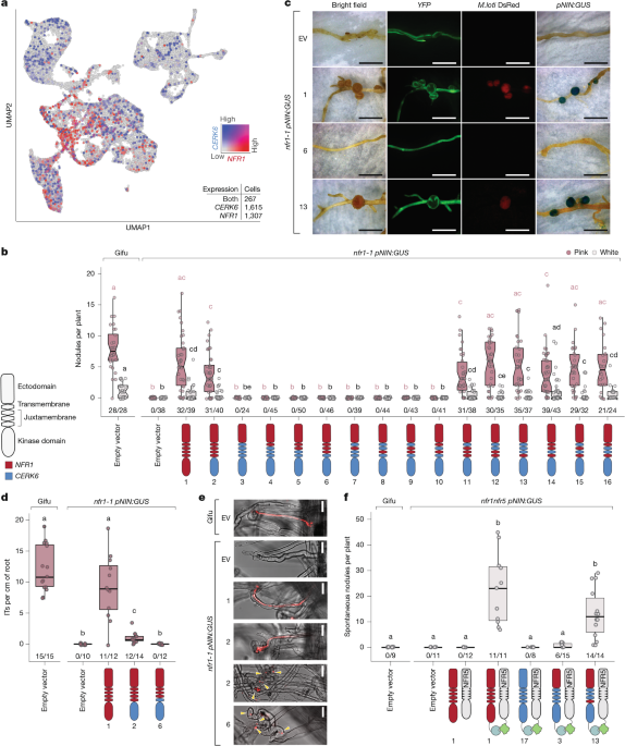 Two residues reprogram immunity receptors for nitrogen-fixing symbiosis Two residues reprogram immunity receptors for nitrogen-fixing symbiosis