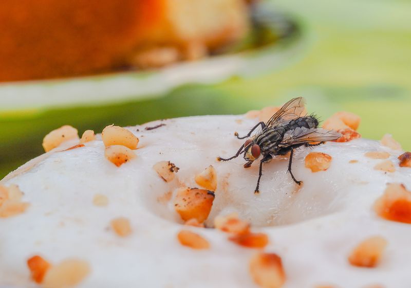 What Happens When a Fly Lands on Your Food? The Scientist Logo