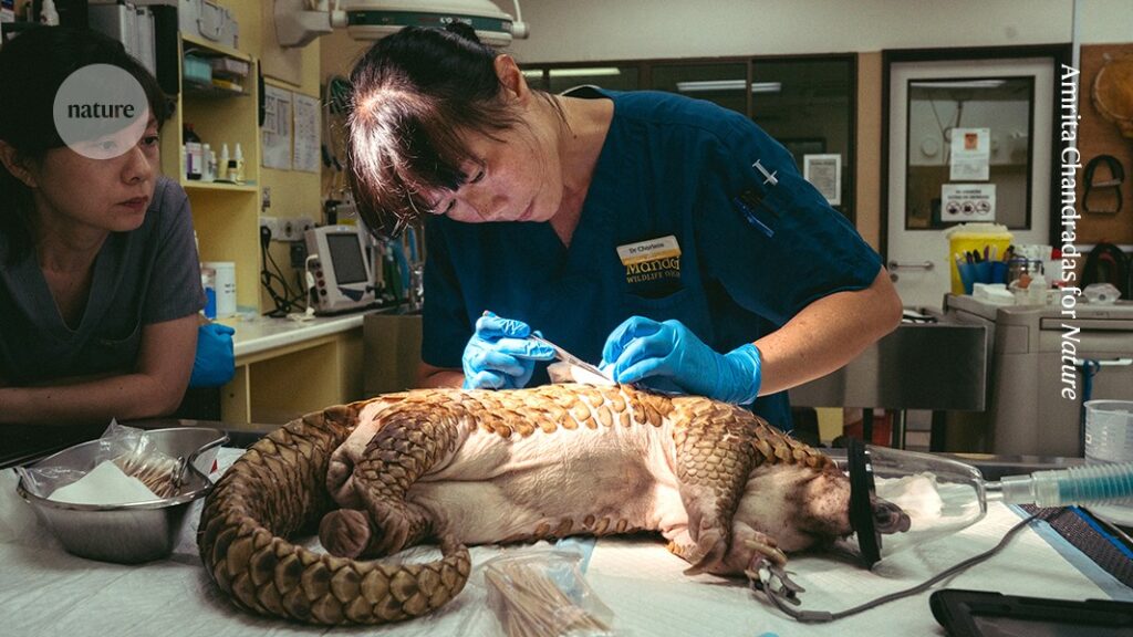 how I use zoo facilities to treat wild animals