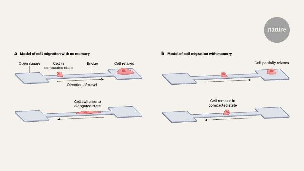 ‘Memory foam’ skeleton in cells helps them to navigate