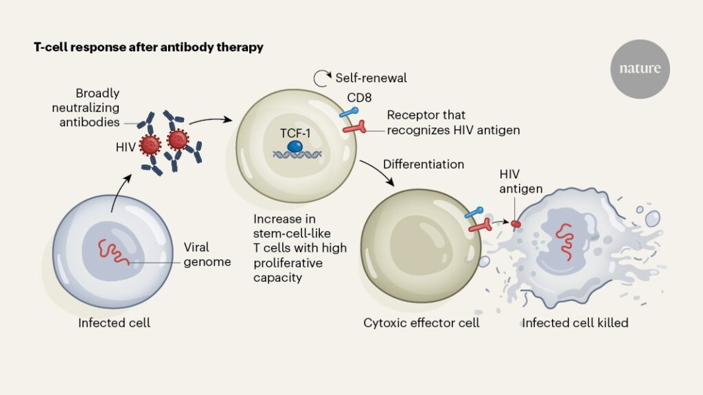 Antibodies and T cells join forces for sustained HIV remission