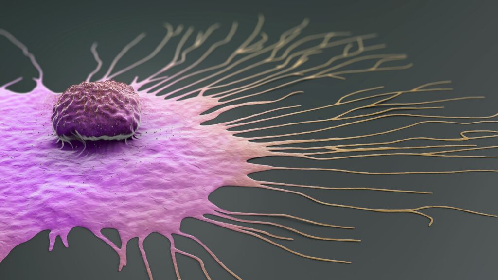 Migrating breast cancer cell, illustration