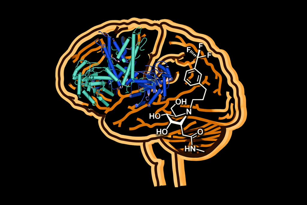 Brain enzyme tied to aging reveals drug opportunity