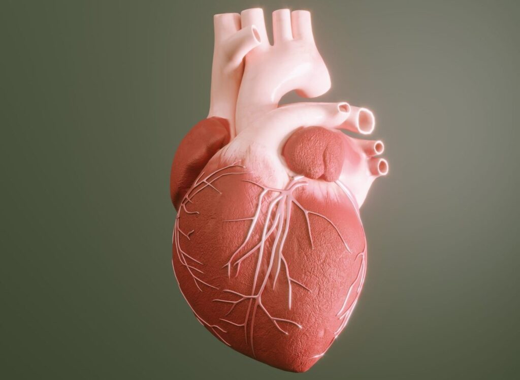 Human Heart