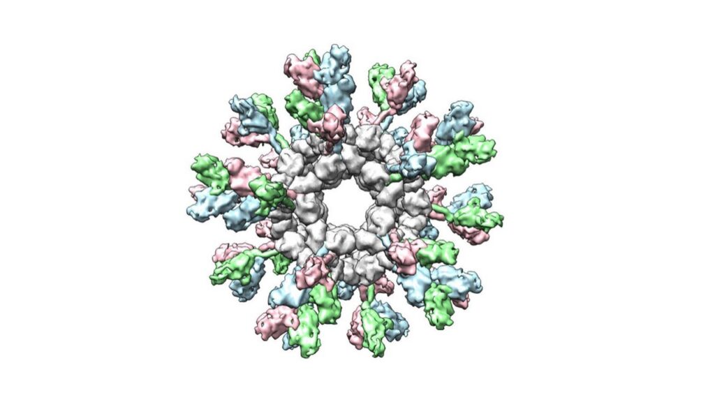 An illustration of a self-assembling protein nanoparticle (SApNP) displaying Ebola virus surface proteins. This vaccine strategy is designed to help the immune system more effectively and respond to viral threats. [Scripps Research]