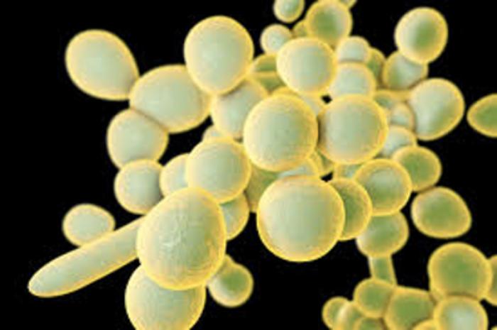 Fungal Vaccine Effort Gets $40 Million Federal Boost Candida