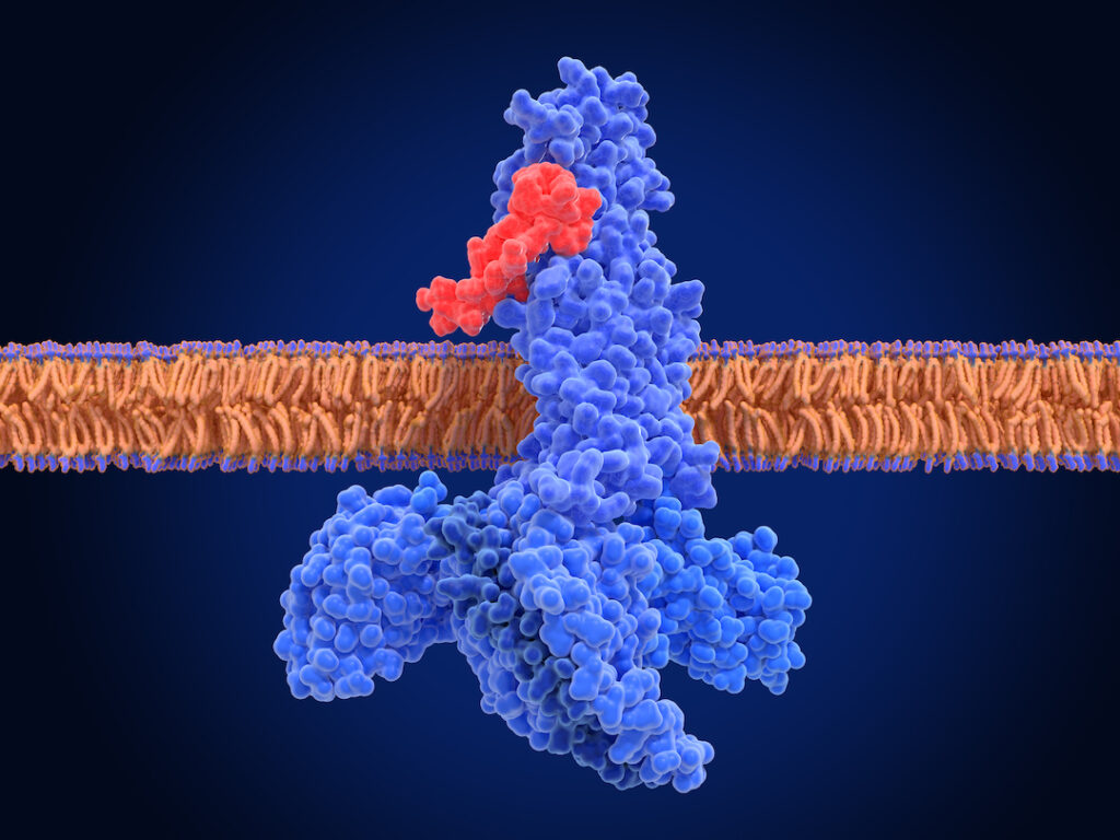 The glucagon like peptide-1 ( GLP-1) receptor , activated complex with an agonist (semaglutide) and G-proteins
