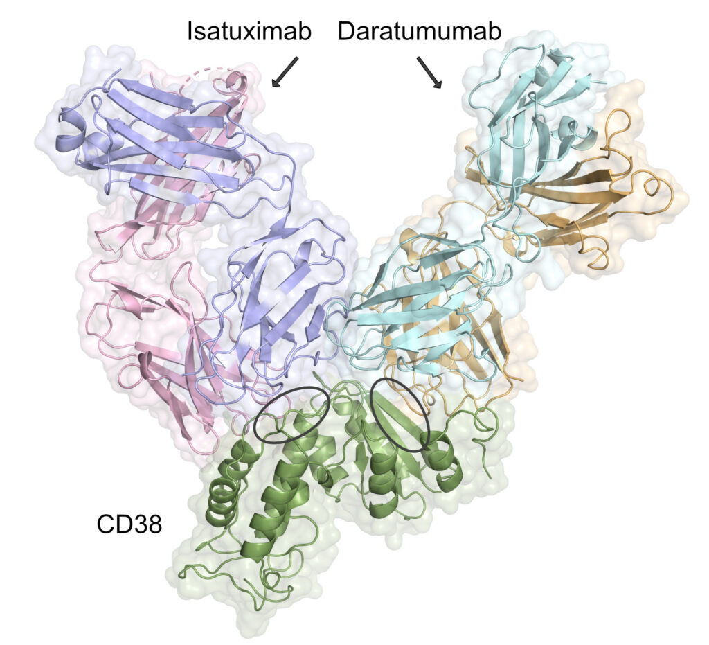 Genetic Variation Affects Monoclonal Antibody Therapy