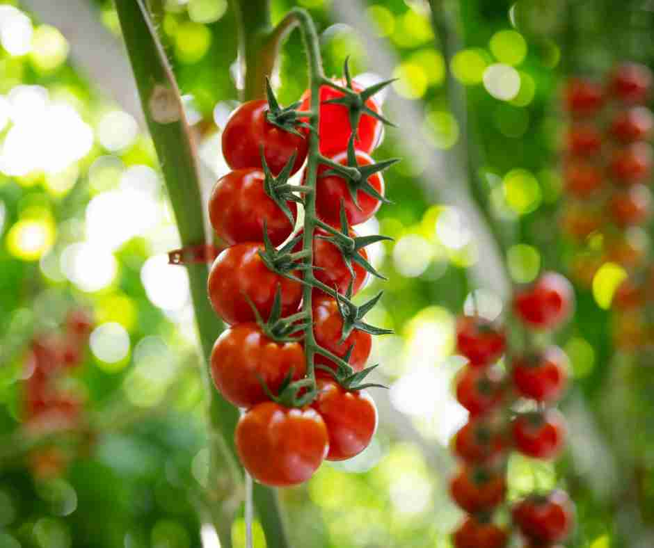 How Many Calories Are in a Tomato? Nutrition & Calorie Guide How Many Calories Are in a Tomato? Nutrition & Calorie Guide