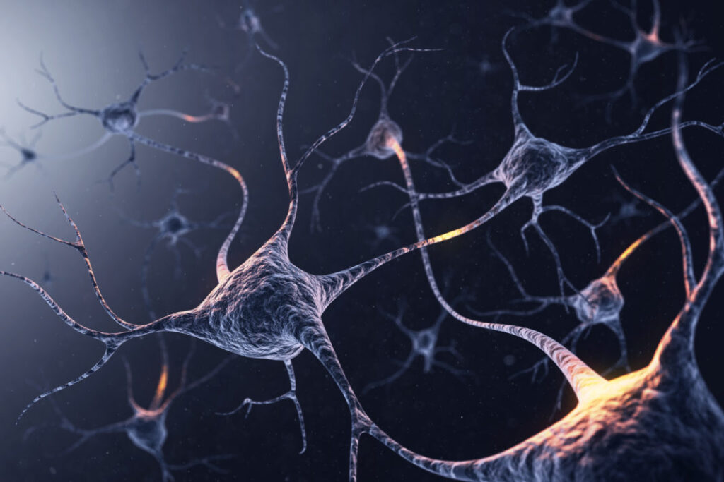 Image of neurons