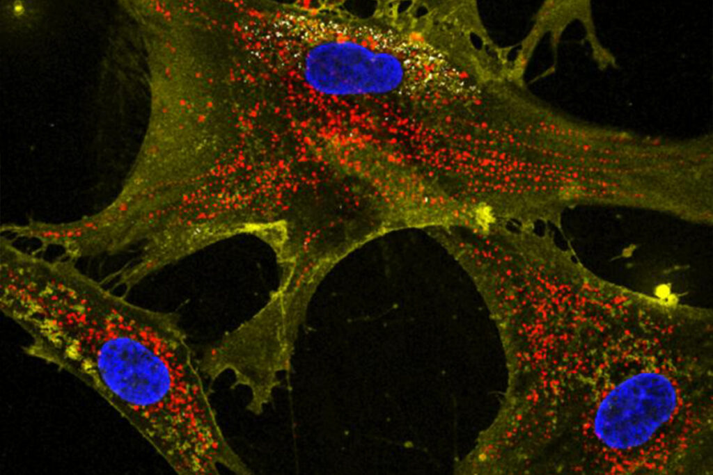 Nanoflowers boost mitochondrial handovers in cells