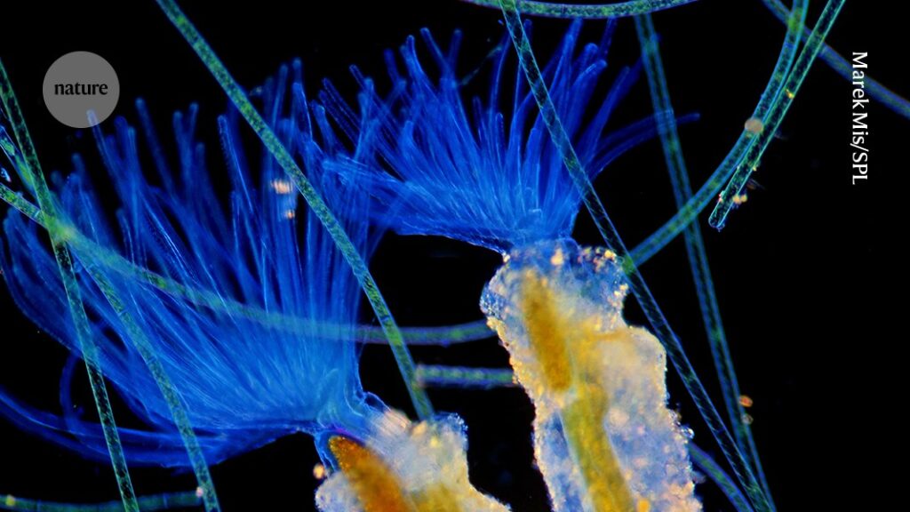 Spineless creatures, possibly the world’s oldest beer receipt and more: 2025’s best Books in brief