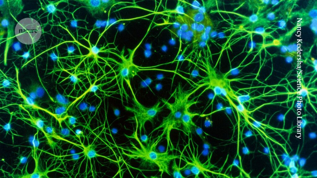 The ‘silent’ brain cells that shape our behaviour, memory and health