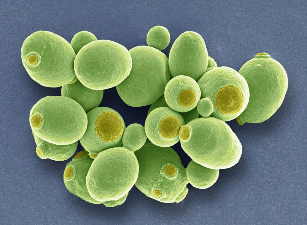 Yeast cells, SEM
