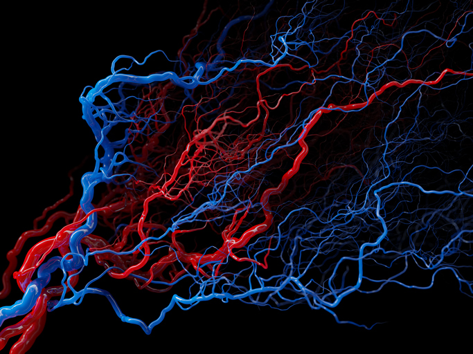Early Microvascular Markers of Heart Disease Detected by New Imaging Technology Vascular system - blood vessels on black - medical illustration