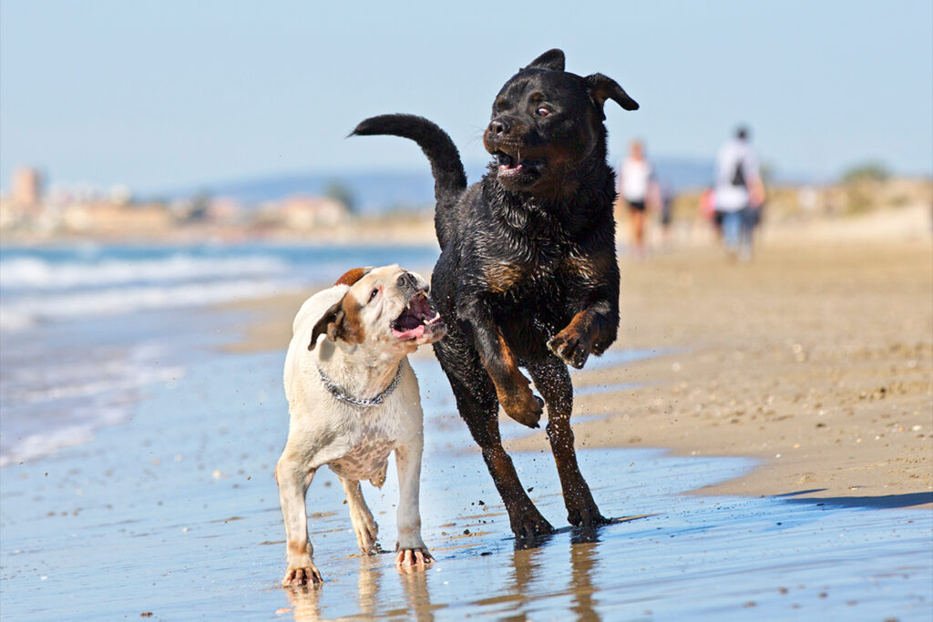 FDA clears safety step for Loyal’s senior dog longevity drug