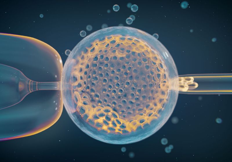 Genetic Basis of Aneuploidy, Which Often Causes Pregnancy Loss, Revealed The Scientist Logo