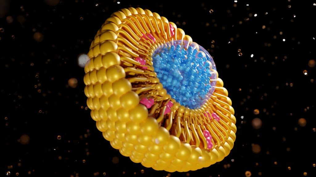 nanomedicine inside of liposome lipid bilayer