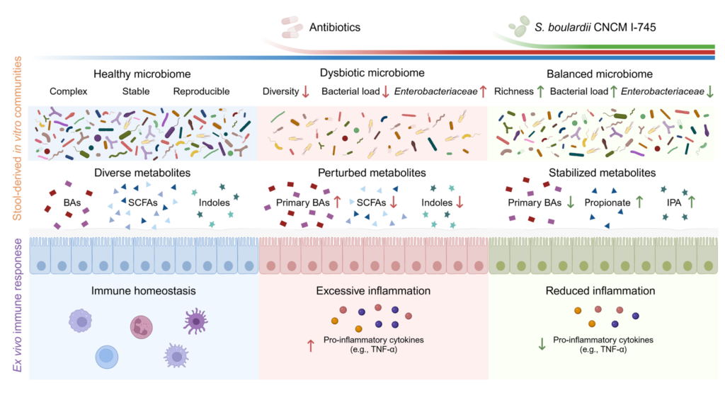 Saccharomyces boulardii CNCM I-745 restores gut microbiome functionality after antibiotic stress Saccharomyces boulardii CNCM I-745 restores gut microbiome functionality after antibiotic stress