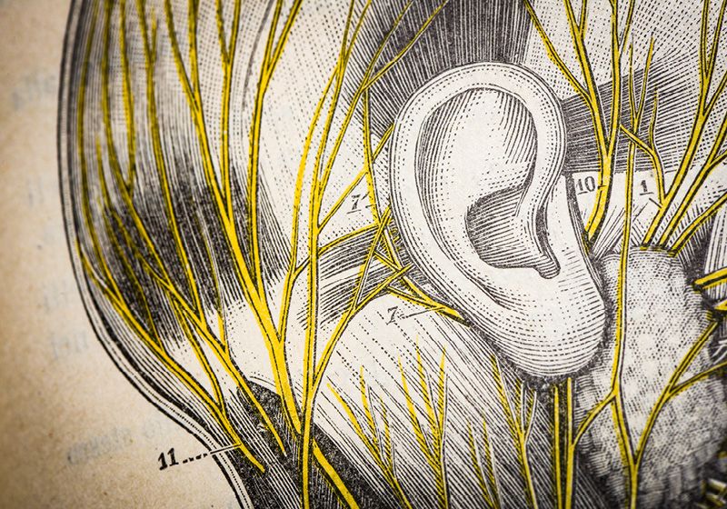 The Ear as a Therapeutic Gateway to the Vagus Nerve The Scientist Logo