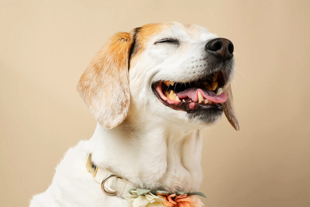 Loyal raises $100m as canine longevity drug nears approval