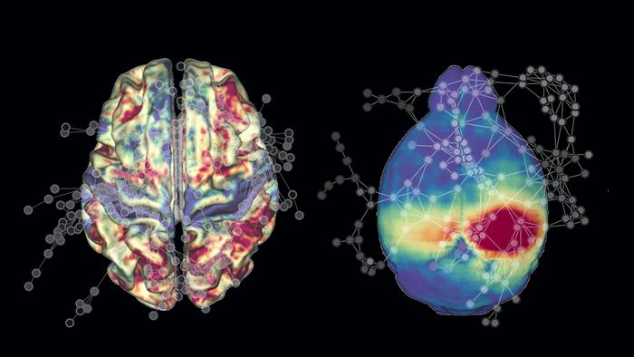 Aging Mice Share Features of Brain Network Decline with Humans fMRI