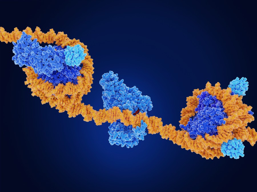 Brain Atlas Maps Epigenetic Changes Associated with Aging in Mice An image of a molecular model showing three of the main epigenetic modifications of DNA (orange) and histones (dark blue).