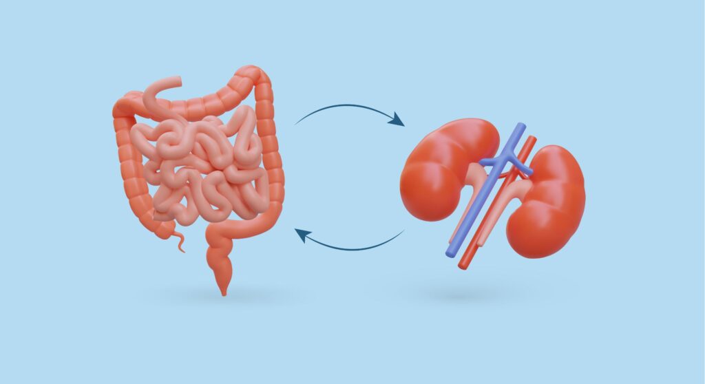 How does the gut microbiota influence kidney health?